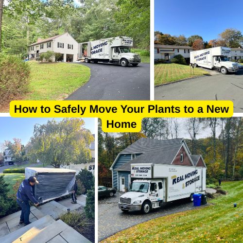 How to Safely Move Your Plants to a New Home